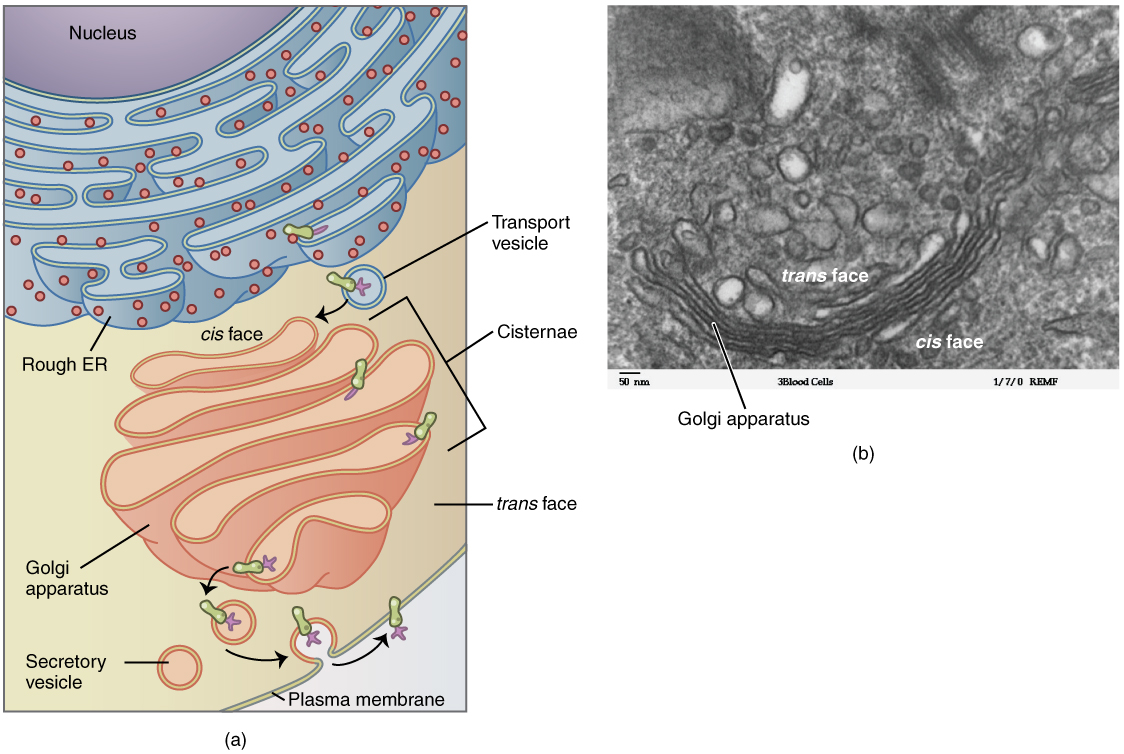 Golgi apparatus