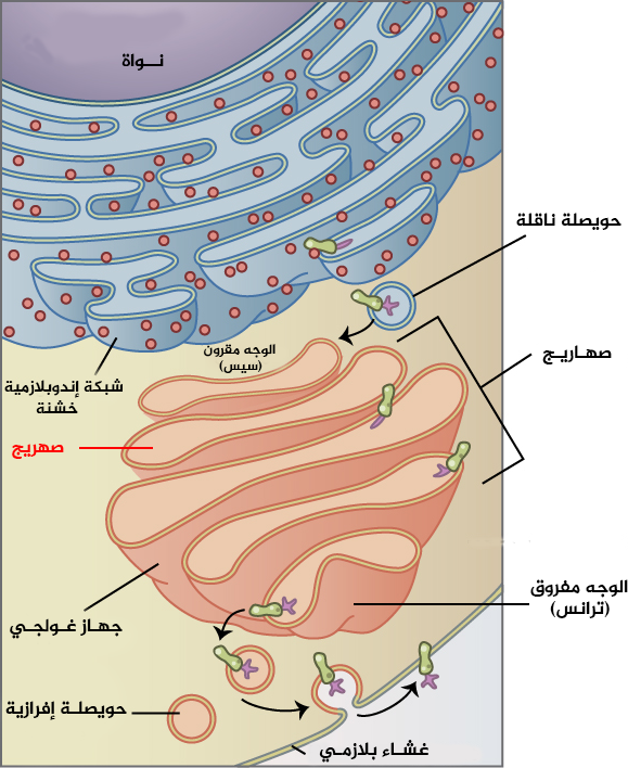 Golgi apparatus
