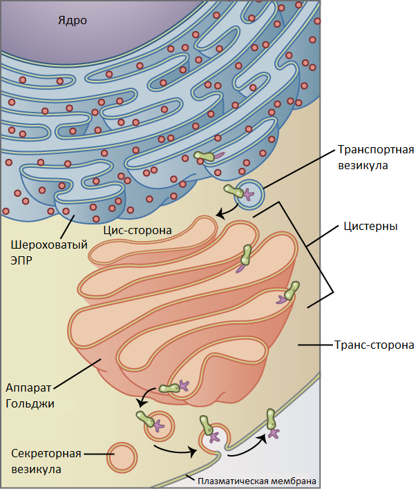 Golgi apparatus