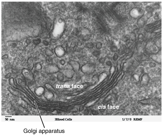 Golgi apparatus