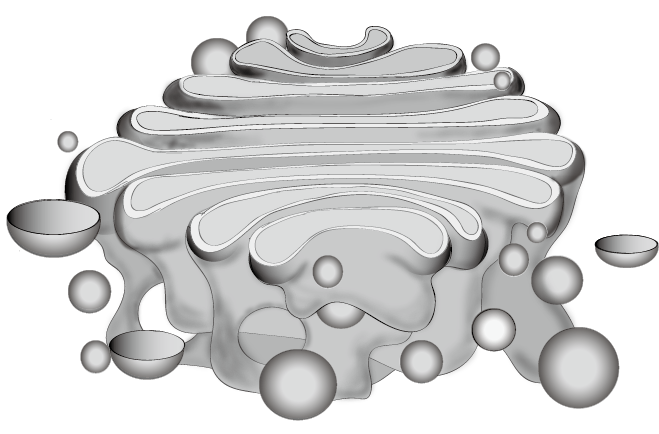Golgi apparatus