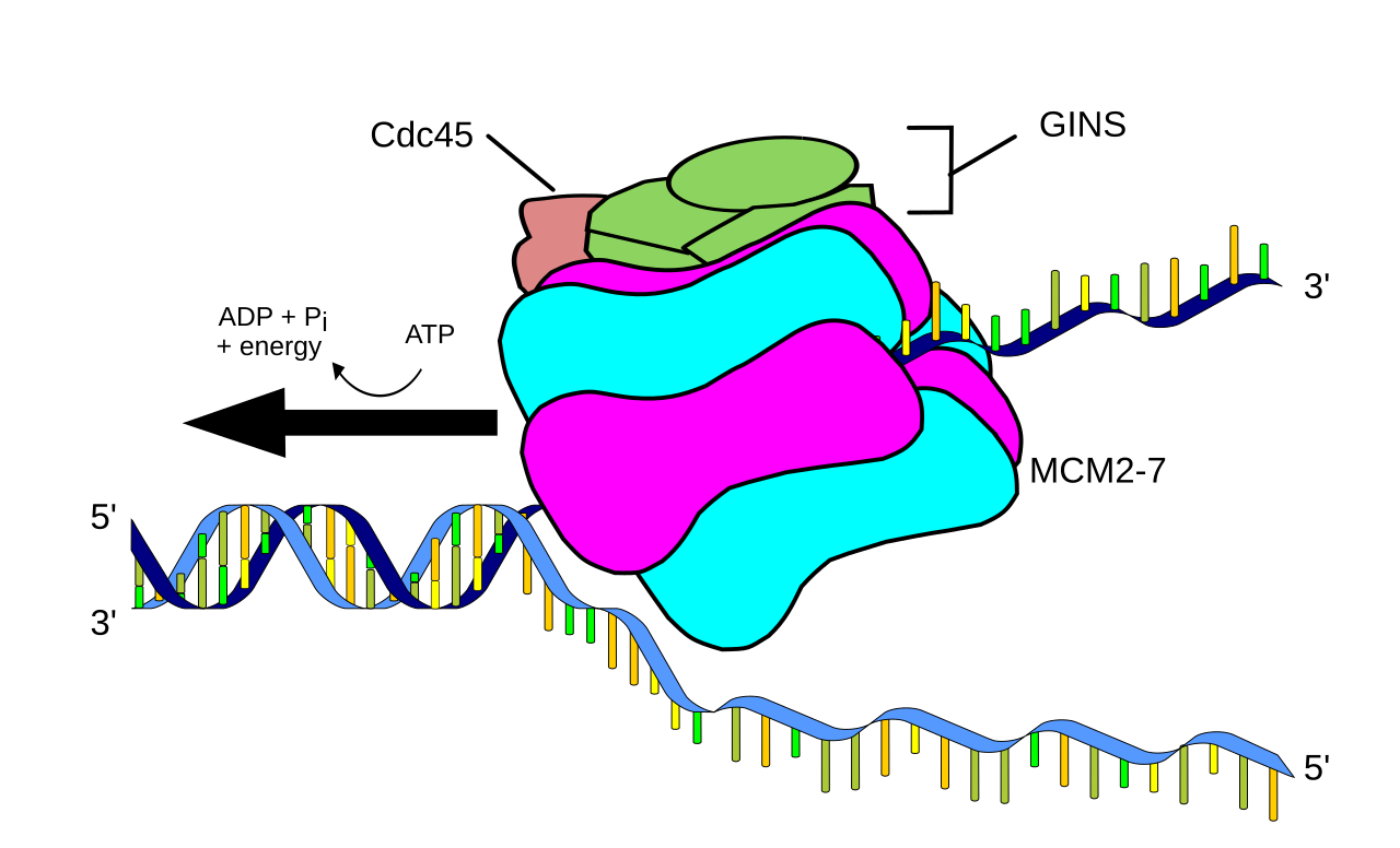 Helicase