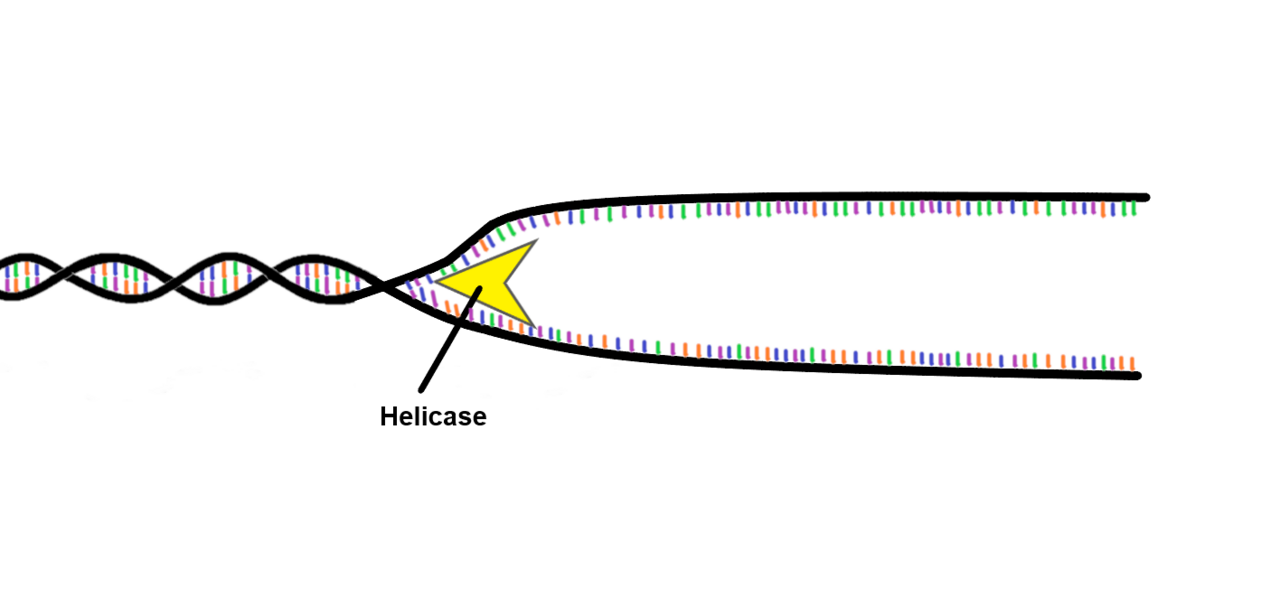 Helicase
