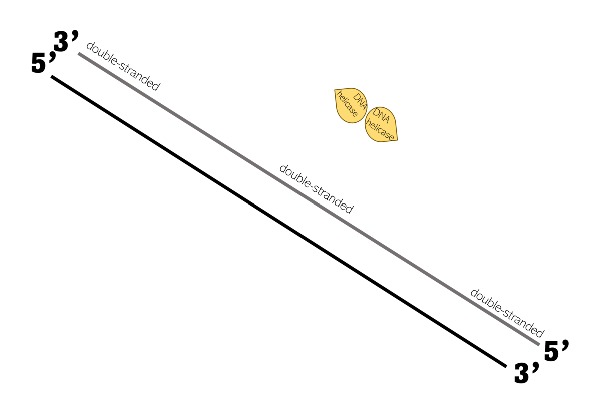Helicase