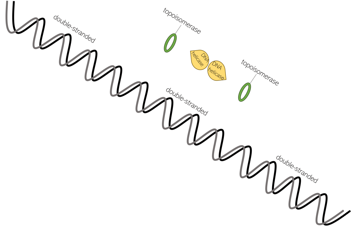 Helicase