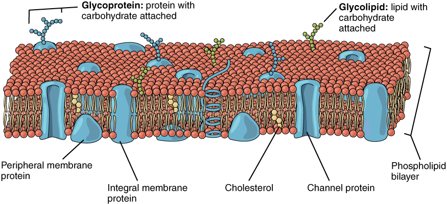 Lipid bilayer