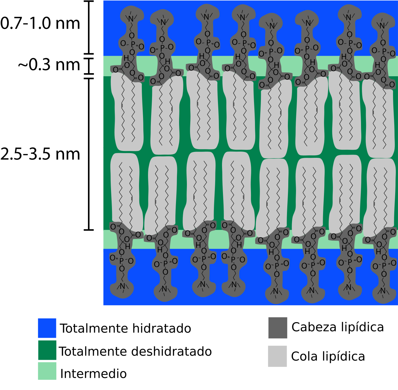 Lipid bilayer