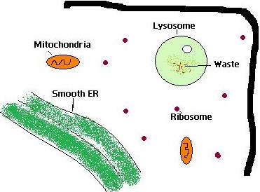 Lysosome