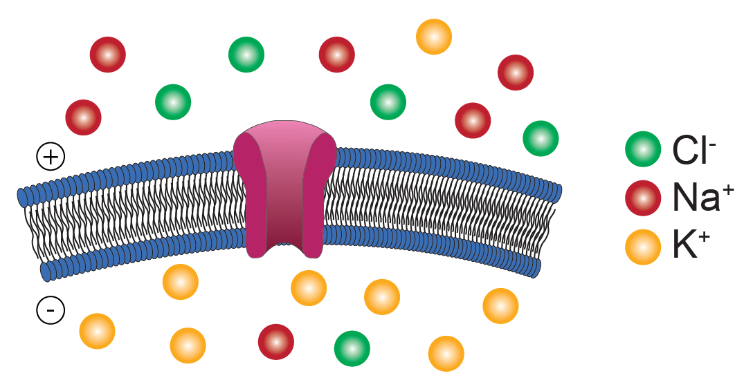 Membrane potential