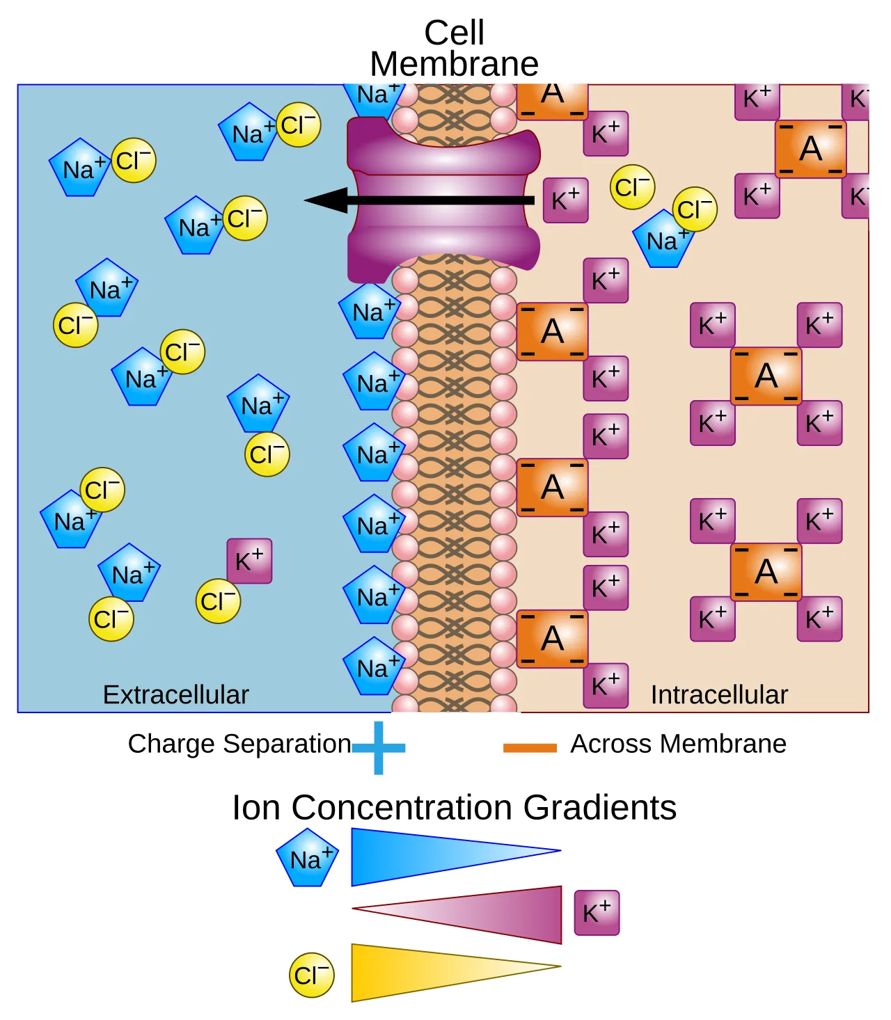 Membrane potential