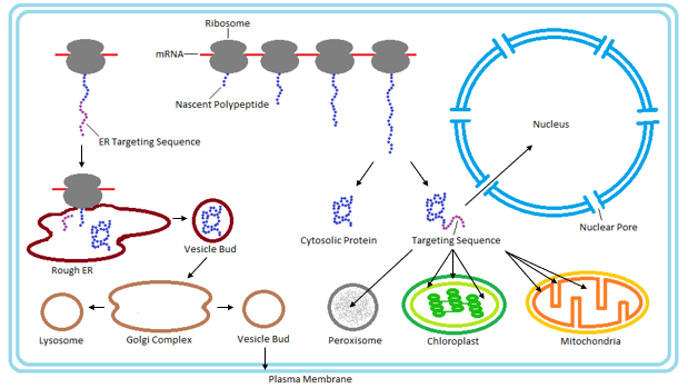 Protein targeting