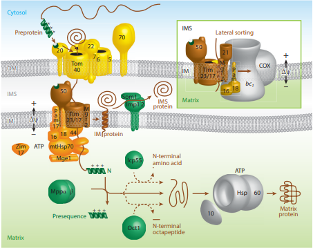 Protein targeting