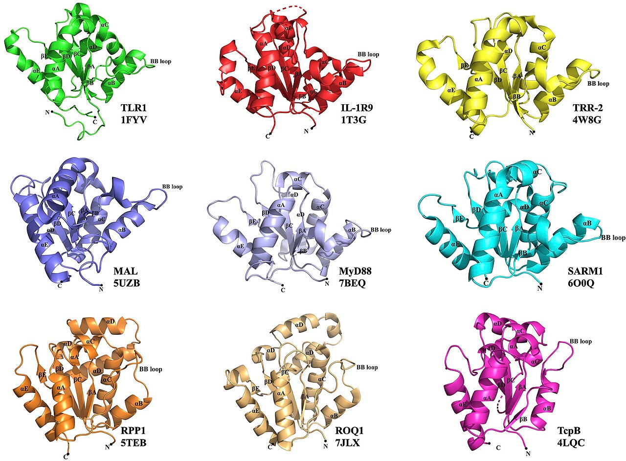 Receptor (biochemistry)