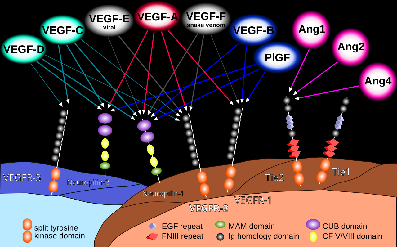 Receptor (biochemistry)
