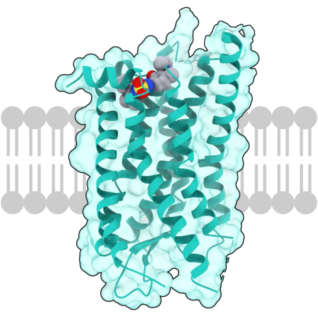 Receptor (biochemistry)