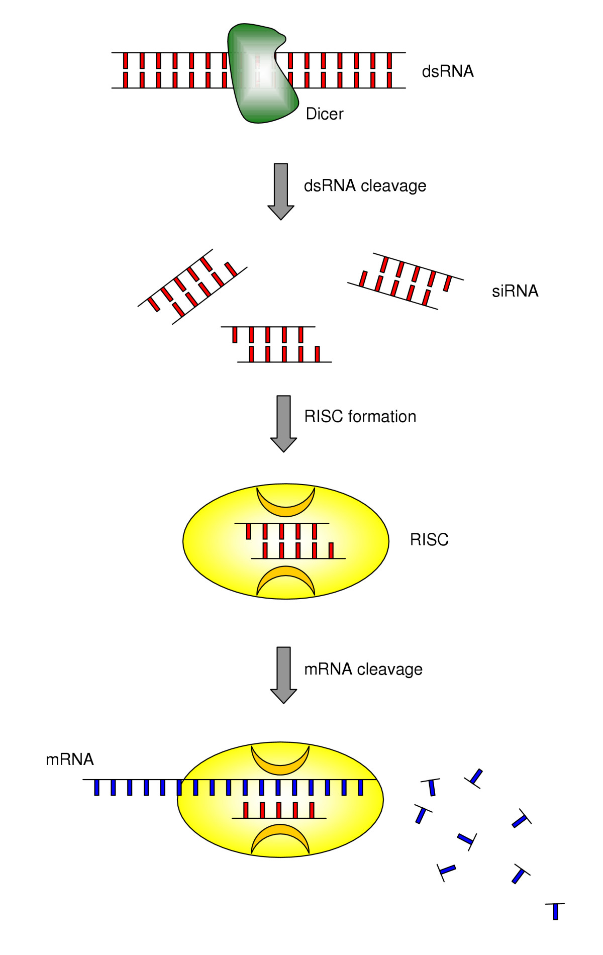 RNA interference