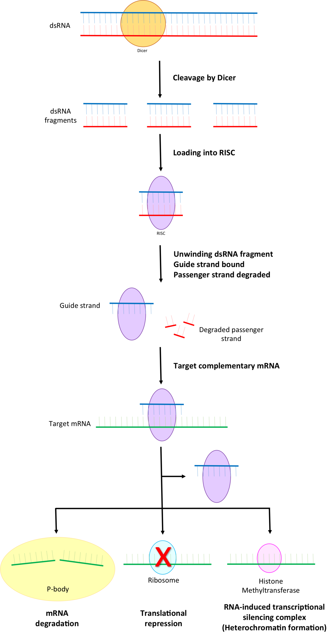 RNA interference