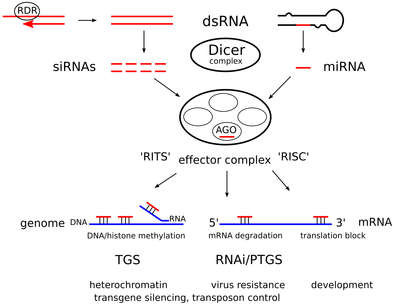 RNA interference