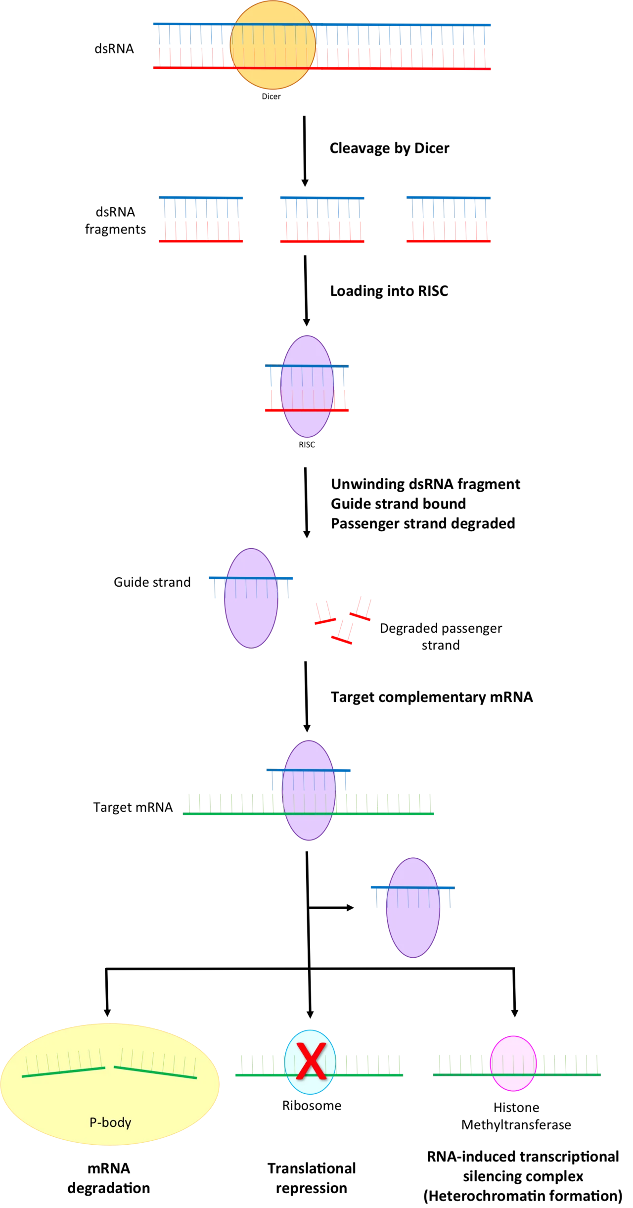 RNA interference