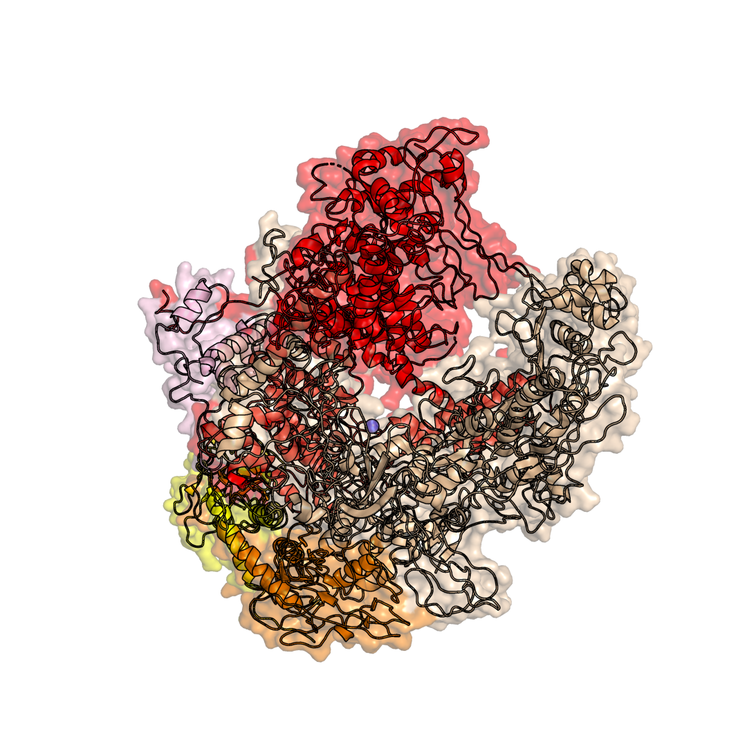 RNA polymerase