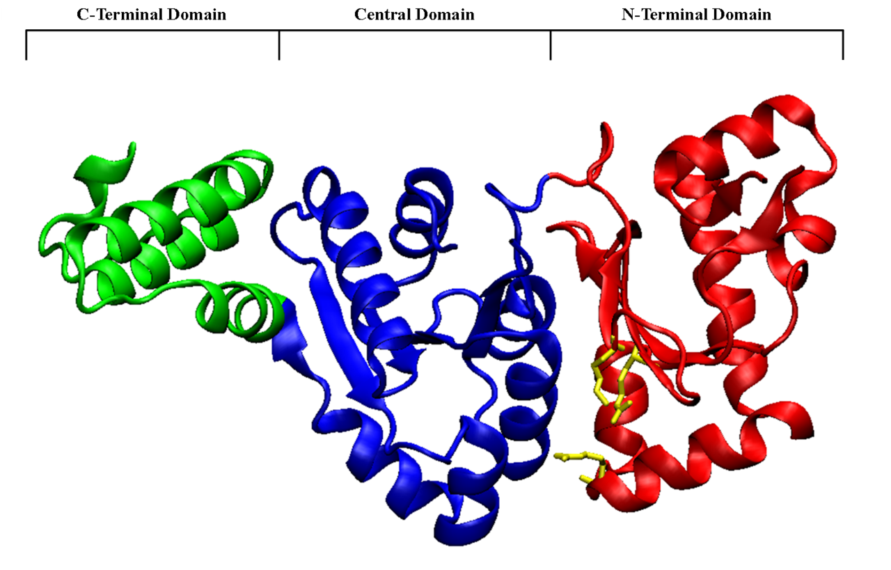 RNA polymerase