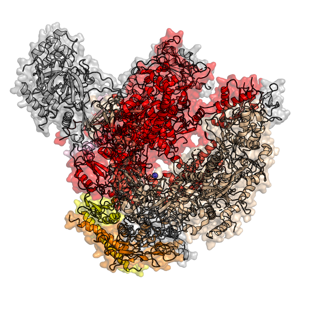 RNA polymerase