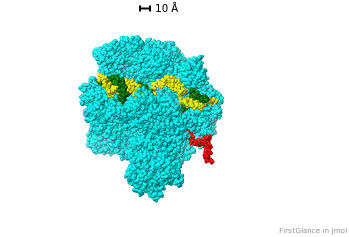 RNA polymerase
