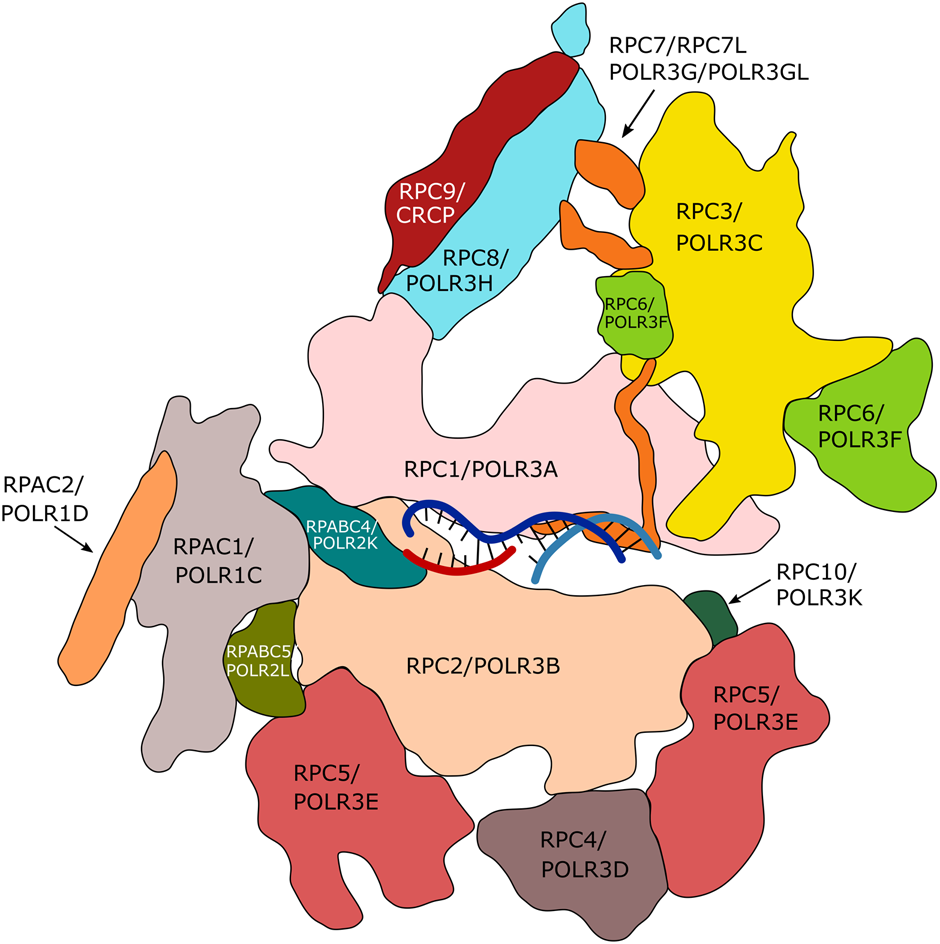 RNA polymerase