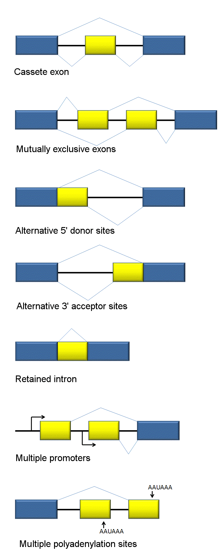 RNA splicing