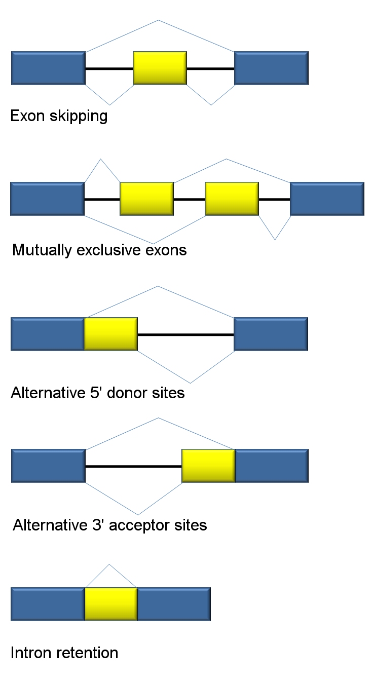 RNA splicing