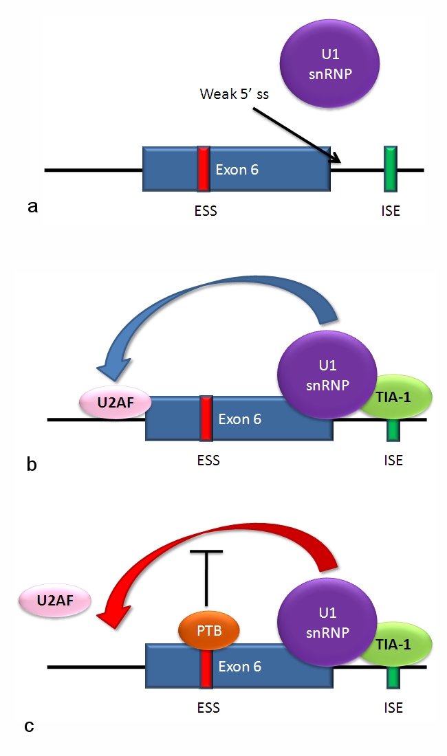 RNA splicing
